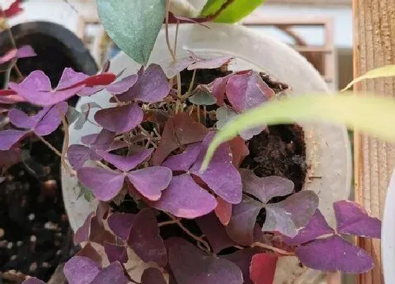 植物种类|酢浆草和苜蓿是一种植物吗