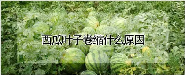 西瓜叶子卷缩什么原因 | 种植技术