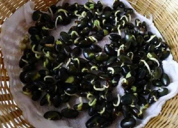 植物发芽|黑豆发芽的过程