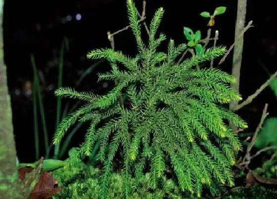 植物种类|石松是裸子植物吗