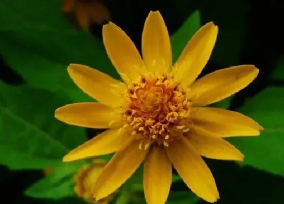 花期|皇菊一年开几次花
