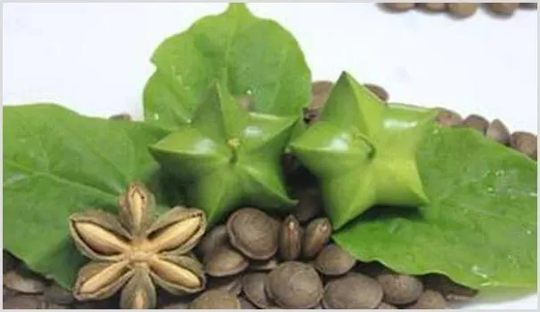 美藤果的种植要住什么？管理技术要点 | 种植技术