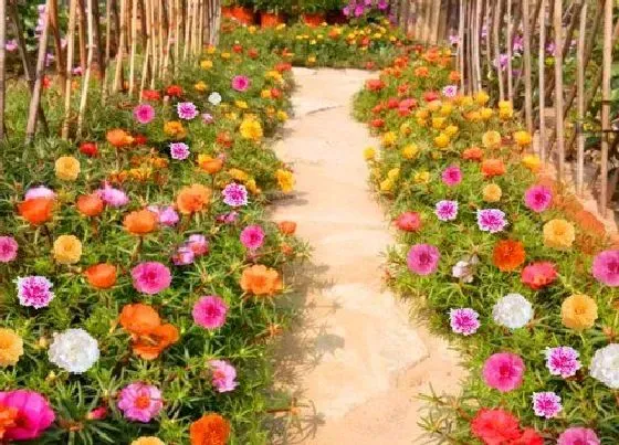 花卉百科|代表光明和希望的花（象征阳光与希望的花有哪些）