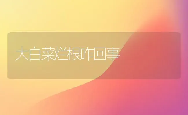 大白菜烂根咋回事 | 蔬菜种植