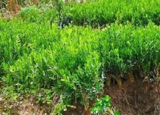 植物修剪|黄杨树怎么修剪方法