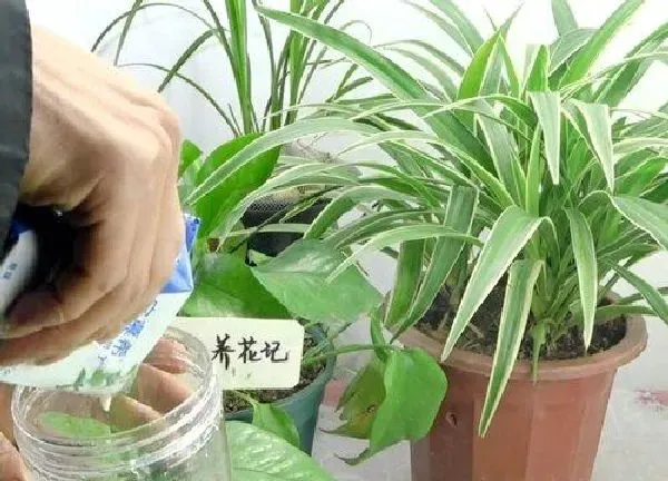 植物浇水|吊兰可以浇牛奶吗