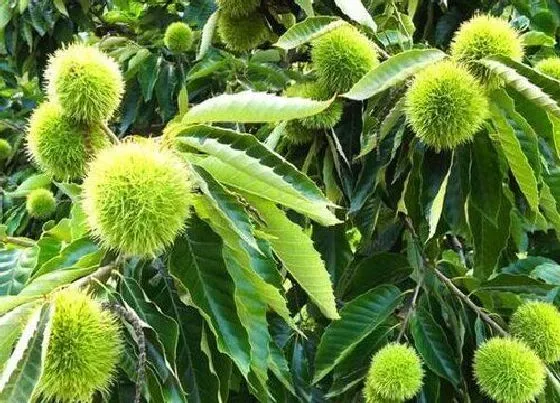 植物种类|板栗是种子植物吗