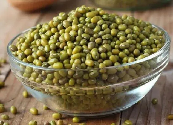 食用技巧|绿豆怎么去壳