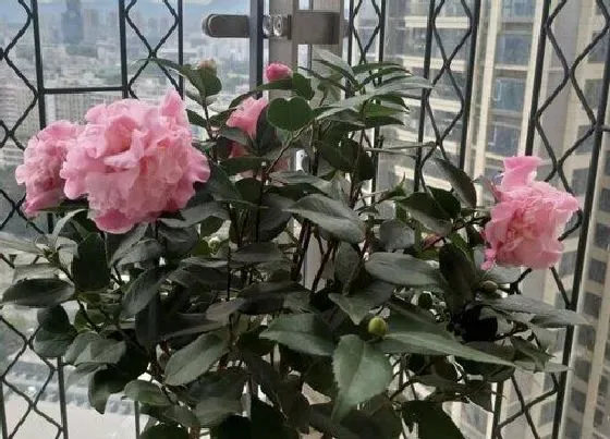 树之最|秋天不落叶的树有哪些