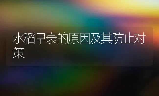 水稻早衰的原因及其防止对策 | 粮油作物种植