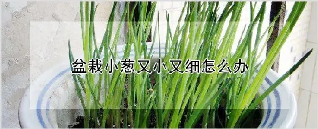 盆栽小葱又小又细怎么办 | 种植资料