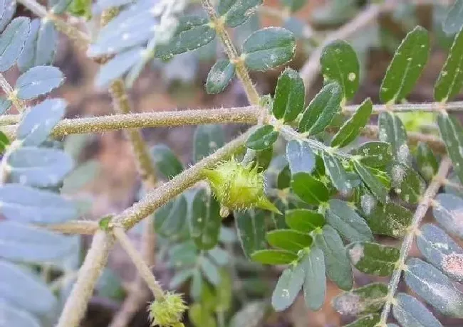 功效常识|蒺藜的功效与作用及食用方法