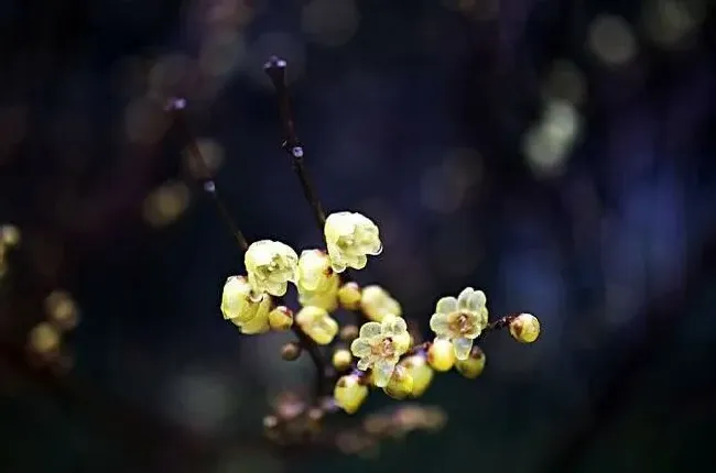 花语|腊梅的花语和寓意（关于腊梅的花语意义和象征风水）