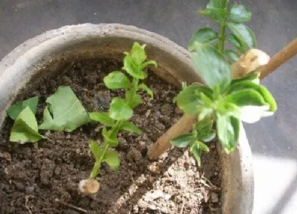 植物扦插|紫薇可以扦插吗