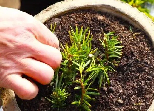 植物生根|红豆杉扦插多久生根