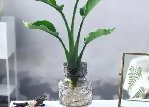 养殖方法|水培植物怎么养才能更旺盛 长时间养活水培植物4大要点