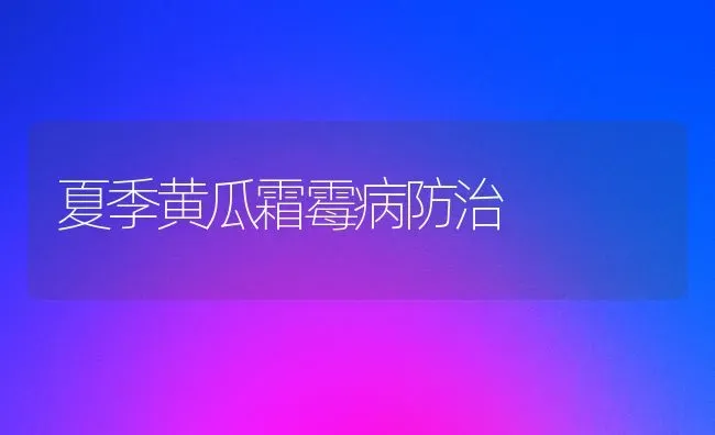 夏季黄瓜霜霉病防治 | 蔬菜种植