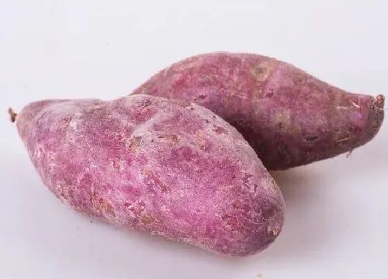 营养价值|生吃紫薯有什么好处