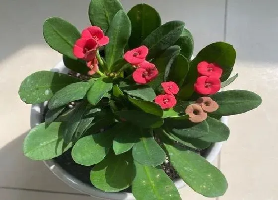 花朵诊疗|虎刺梅不开花怎么办