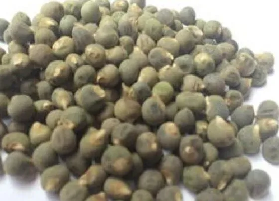 功效常识|秋葵籽的功效与作用及食用方法