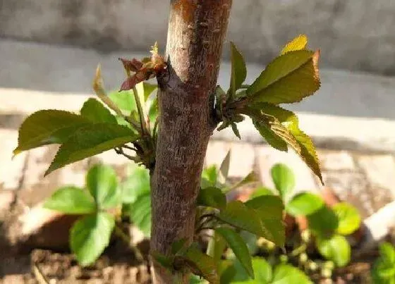 开花时间|樱桃树苗多久开花结果 种植几年才能挂果