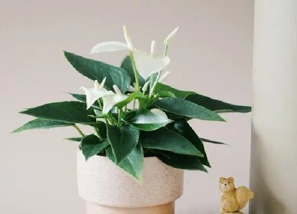 植物浇水|白鹤芋多久浇一次水