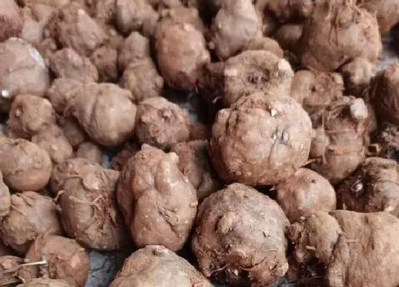 植物百科|魔芋有种子吗 种子怎么种植
