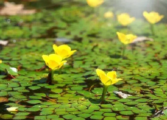 植物播种|菱角种子怎么种植