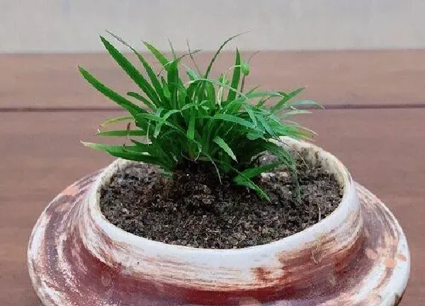 植物浇水|菖蒲怎么浇水方法