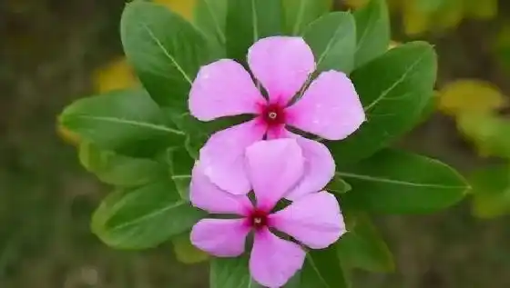 吸甲醛|长春花可以净化空气吗 有吸甲醛的作用吗