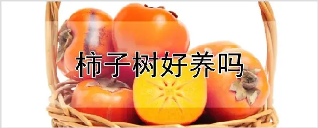 柿子树好养吗 | 自然知识