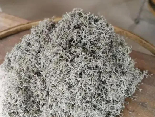 食用常识|甘露茶属于什么茶