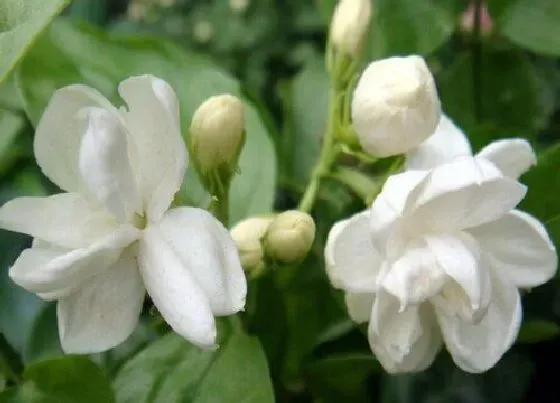 种植管理|茉莉花耐旱吗