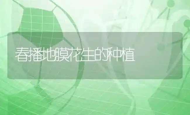 春播地膜花生的种植 | 植物种植百科