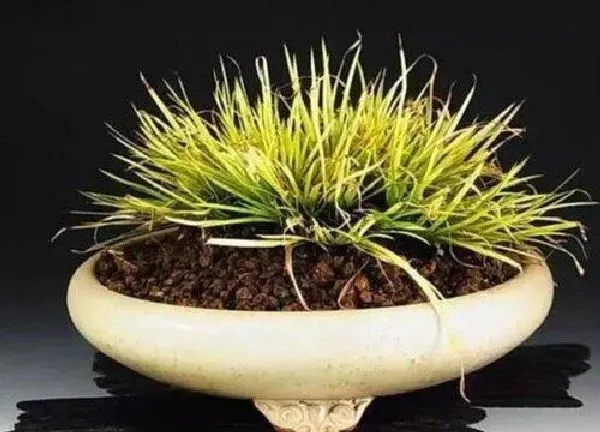 植物浇水|菖蒲怎么浇水方法