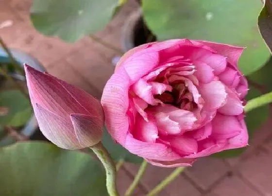 开花时间|君荷花一年开几次花