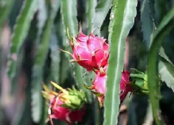 开花时间|火龙果几月份开花结果