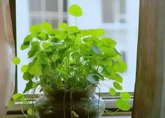 冬天植物|铜钱草怕冷吗（冬天天冷了之后怎么养才能安全过冬）