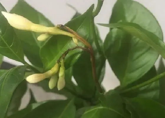 开花时间|狗牙花一年开几次花
