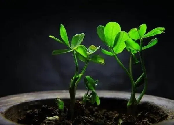 养殖方法|花生可以水培吗 水培的方法和注意事项