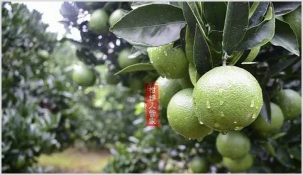特早熟脐橙品种有哪些及品种介绍 | 养殖技术