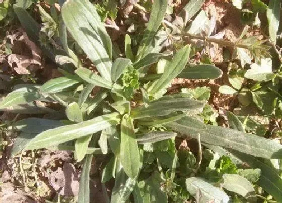 种植方法|面条菜种植时间和方法