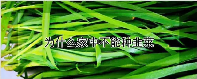 为什么家中不能种韭菜 | 农业技术