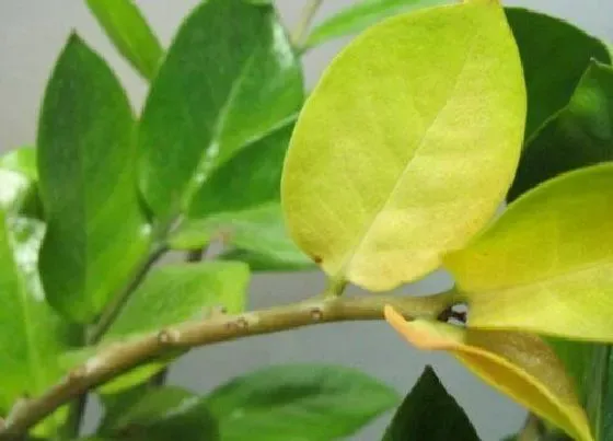 喷药|用什么农药喷毛毛虫最有效果不伤植物