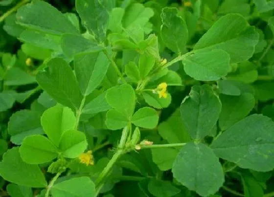 植物种类|酢浆草和苜蓿是一种植物吗