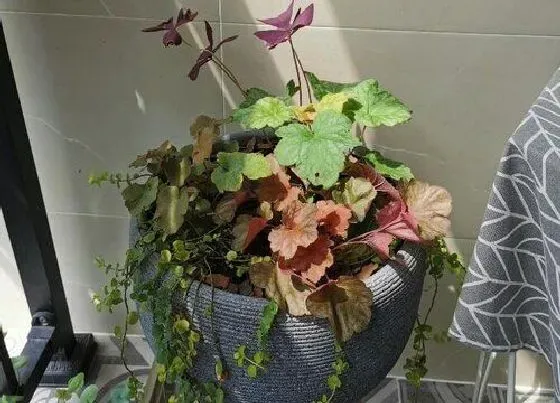 植物百科|矾根可以淋雨吗