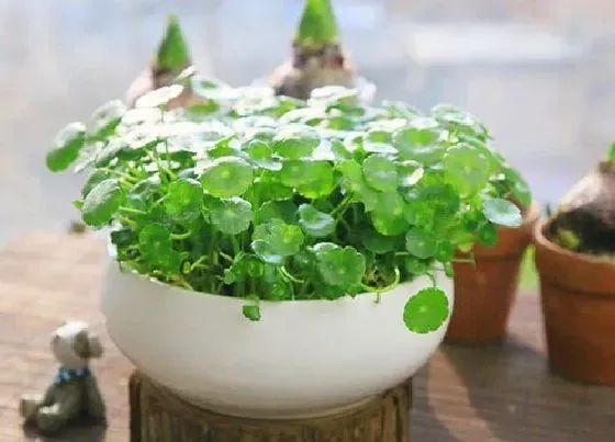 植物招财|属虎的养什么植物旺财又招财运