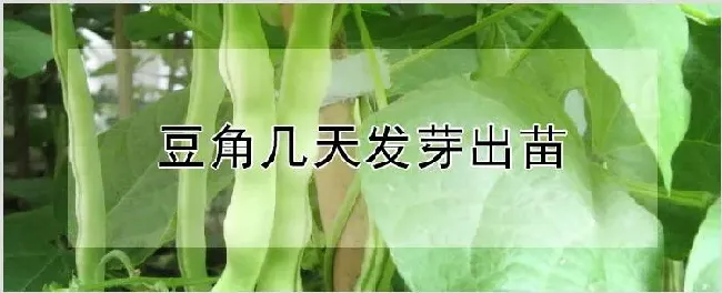 豆角几天发芽出苗 | 农业技术