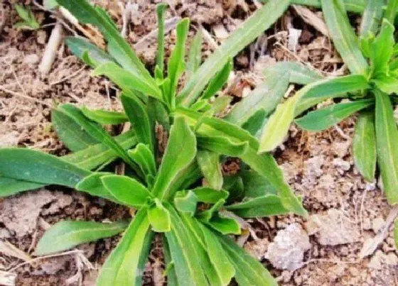 种植方法|面条菜种植时间和方法