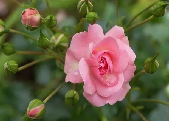 花期|月季花花期多长时间